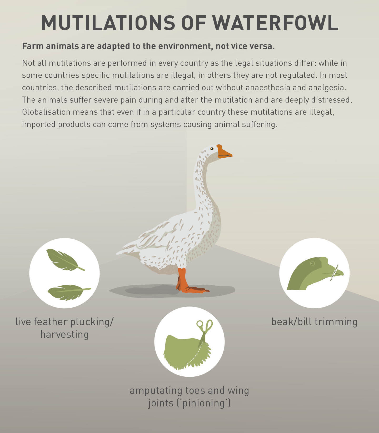 Mutilations on waterfowl