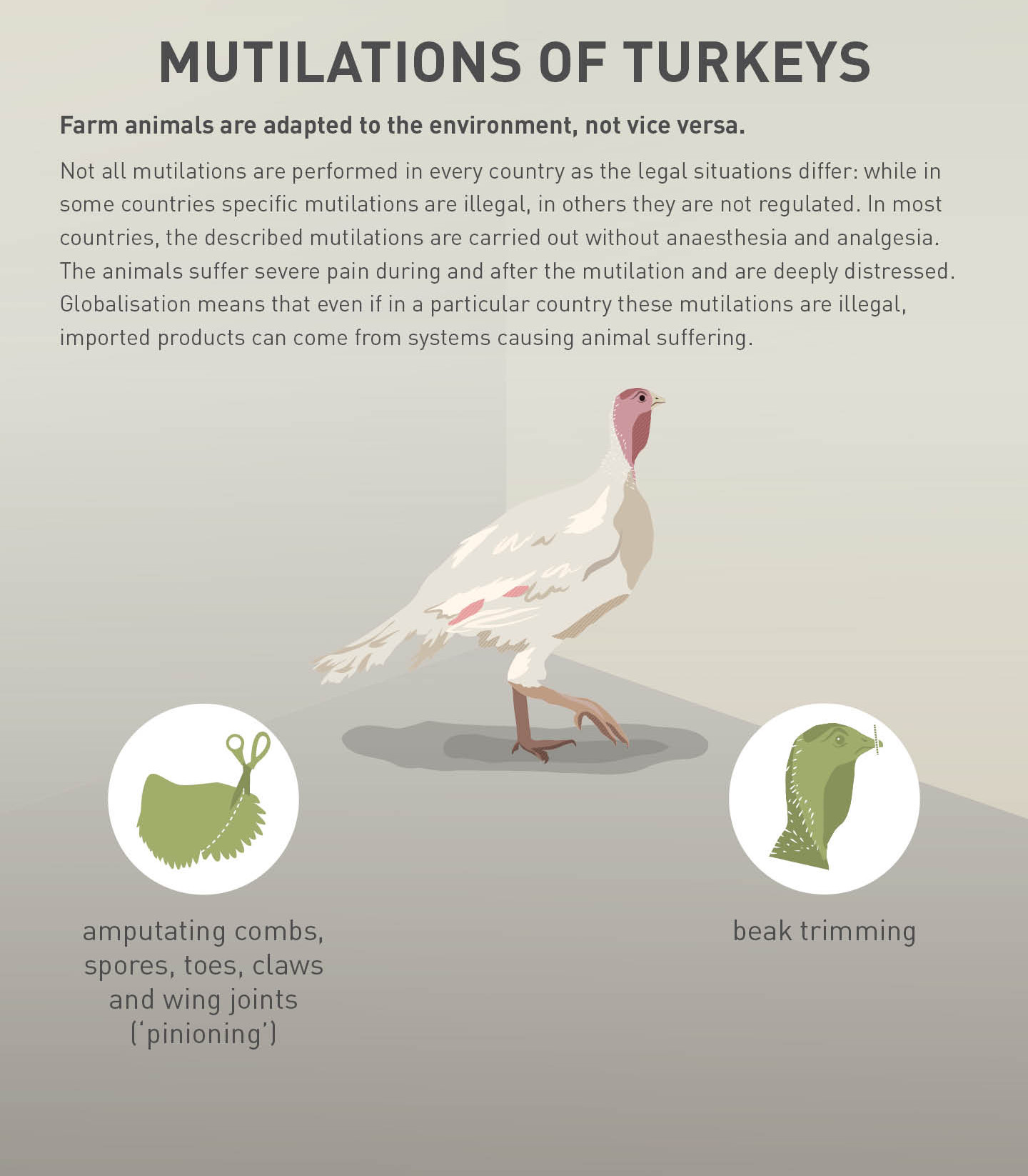 Mutilations of turkeys