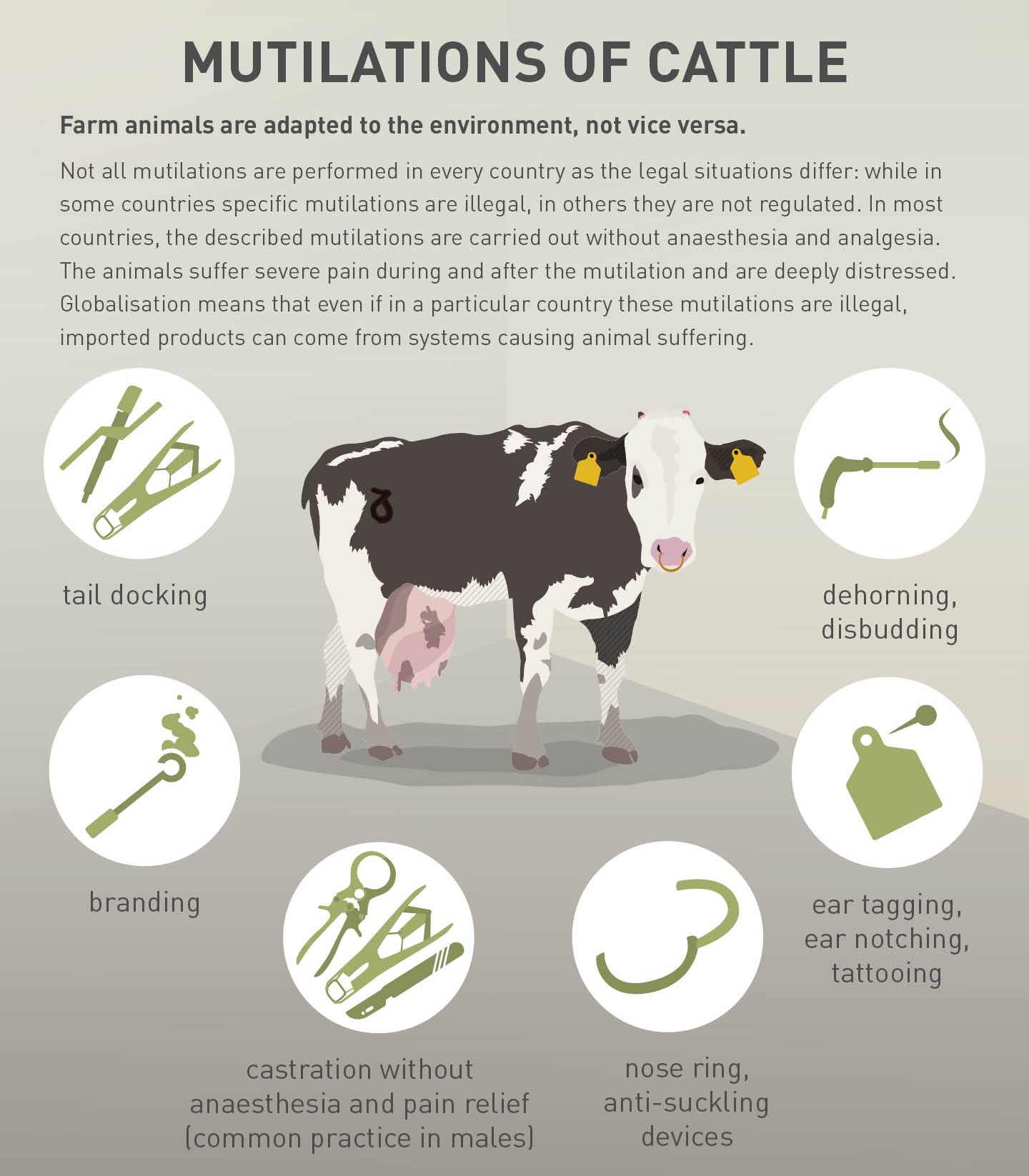 Mutilation of cattle Mutilation of cattle