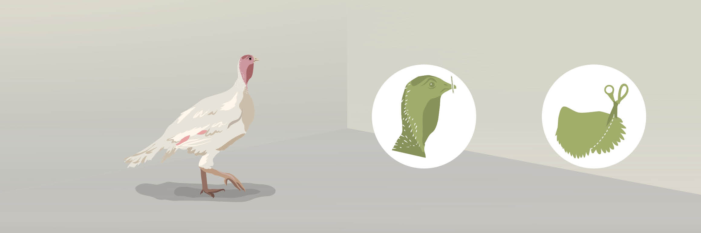 Mutilations of turkeys