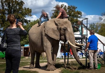 Elephant riding and tiger selfies: Ruthless tourism in the heart of Europe