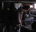 dehorned cow with ear tags dehorned cow with ear tags
