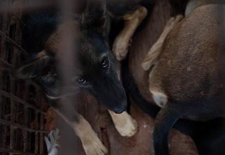 A dog slaughterhouse in Cambodia A dog slaughterhouse in Cambodia
