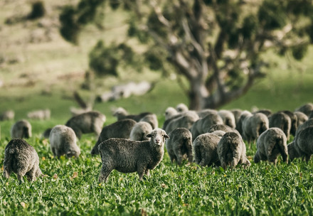 Sheep in a field