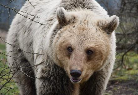 Bear Luna at BEAR SANCTUARY Müritz Bear Luna at BEAR SANCTUARY Müritz