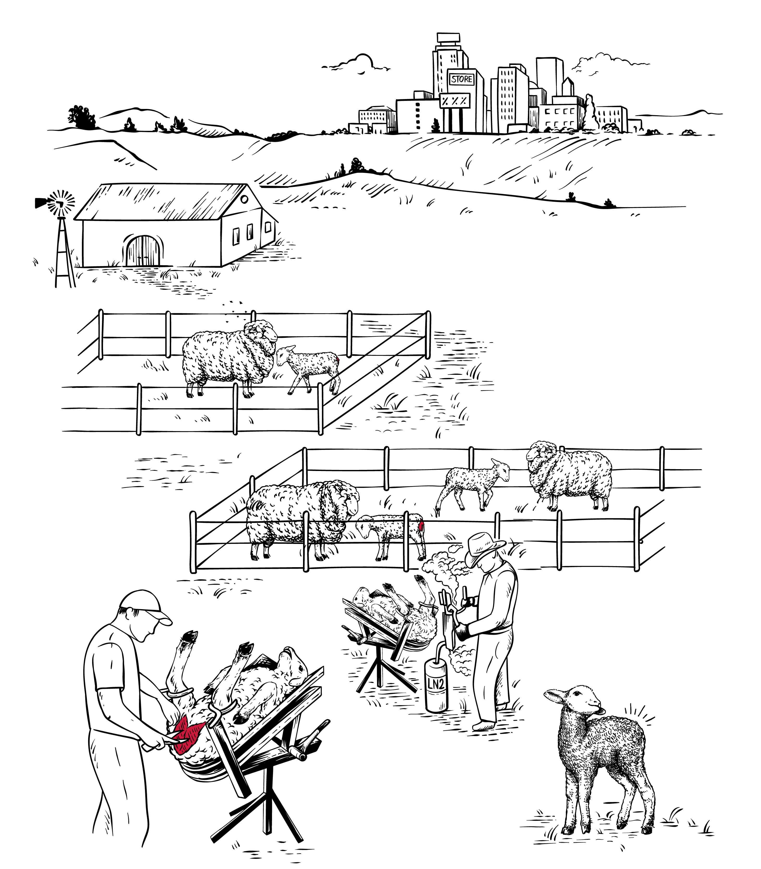 Infographic Mulesing