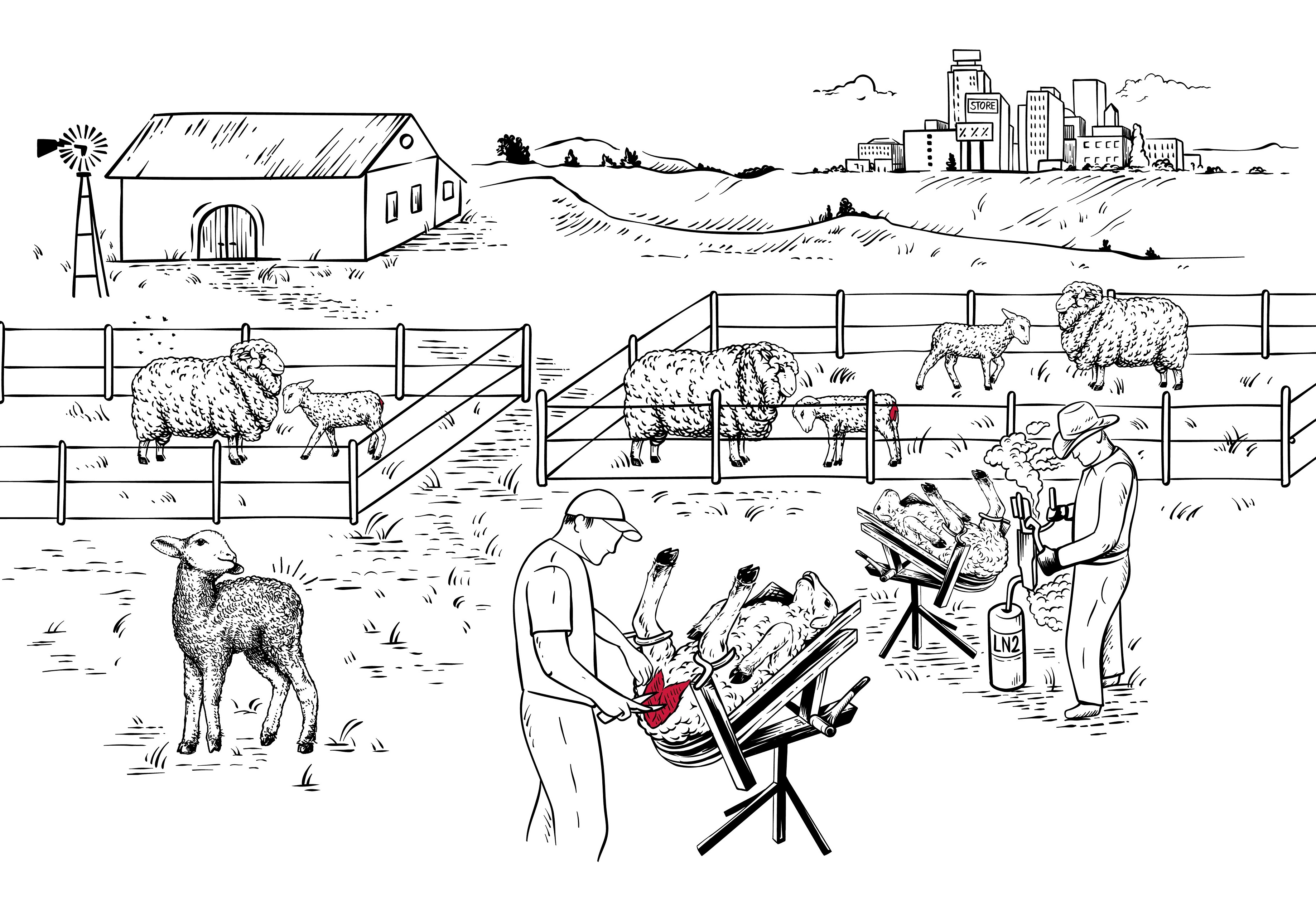 Infographic Live Lamb Cutting (Mulesing)