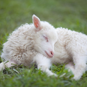 Merino lamb Merino lamb
