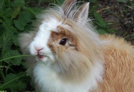 Rabbit eating
