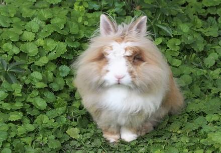 bushy bunny