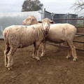 Sheep with docked tails Sheep with docked tails