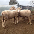 Sheep with docked tails Sheep with docked tails