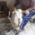 Live feather plucking of a goose