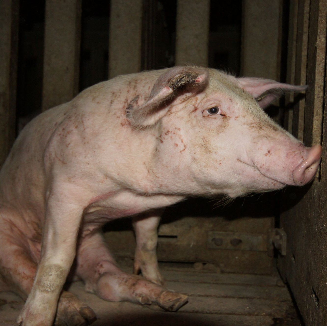 Pig in intensive farming Pig in intensive farming