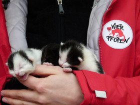 Gerettete Katzenbabys