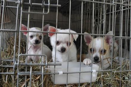 Puppies in a cage