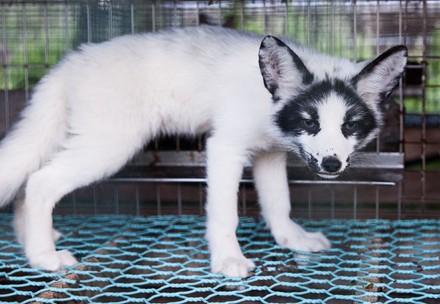 Fox in a cage at a fur farm