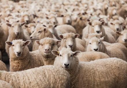 Australian Merino sheep