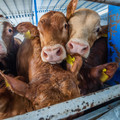 A group of cattle with ear tags A group of cattle with ear tags