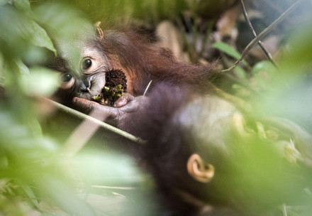 Rescue Orangutan Gerhana Orangutan Gerhana