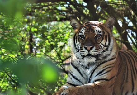 FELIDA Big Cat Sanctuary Tigress Dehli at FELIDA Big Cat Sanctuary