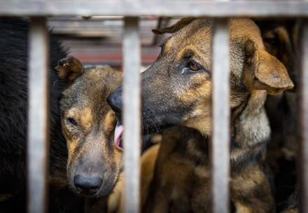 Q&As ending the Dog & Cat Meat Trade Dogs in cages