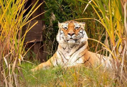 TIERART Wild Animal Sanctuary Tigress Varvara at TIERART Wild Animal Sanctuary
