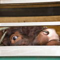 Cattle with nose ring on a transport truck Cattle with nose ring on a transport truck