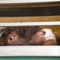 Cattle with nose ring on a transport truck Cattle with nose ring on a transport truck