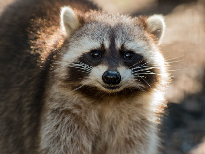 Raccoon at FOUR PAWS