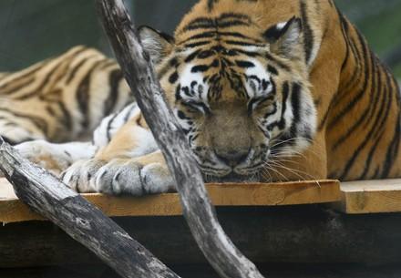 Tiger Jill at TIERART