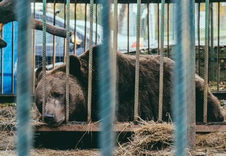 Rescue Bear Mykhailo Rescue Mykhailo