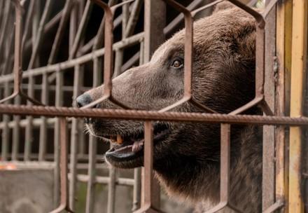 Bear Vova before rescue