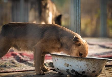 A hungry dog eating