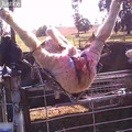 Live lamb cutting on lambs Live lamb cutting on lambs
