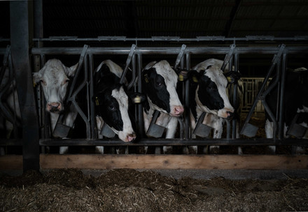 Dairy cattle