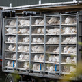 Transport truck full of turkeys Transport truck full of turkeys