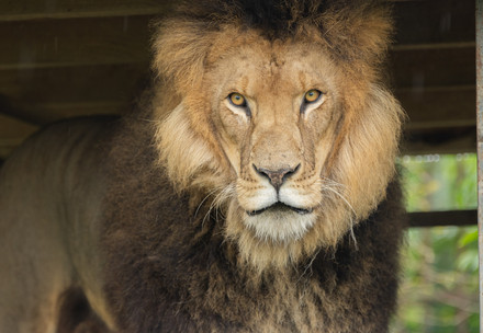 Lion Diego