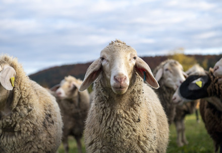 Sheep