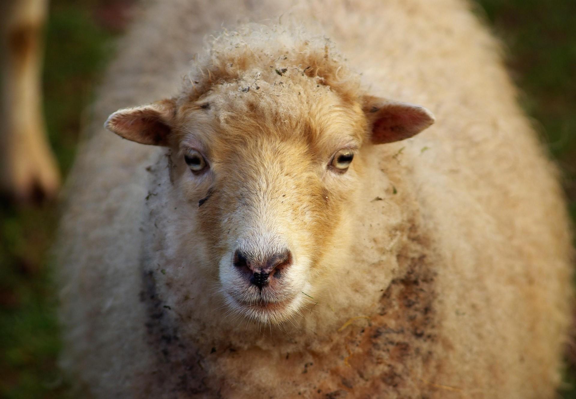 Sheep at TIERART