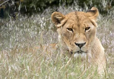 Al Ma'Wa for Nature & Wildlife Lioness at Al Ma'Wa for Nature & Wildlife