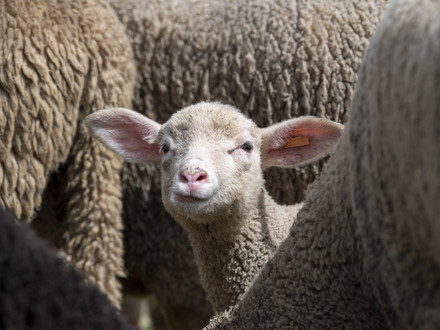 Merino sheep