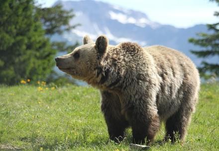 Arosa Bear Sanctuary Bear Amelia at Arosa Bear Sanctuary