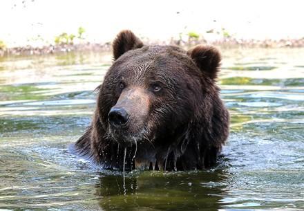 BEAR SANCTUARY Domazhyr Bear Ruta taking a bath at BEAR SANCTUARY Domazhyr