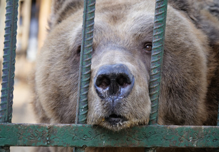 Brown bear in a cage Brown bear in a cage