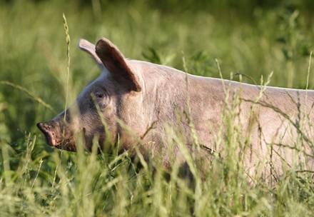 Life Expectancy of Pigs