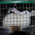Rabbit inside a cage Rabbit inside a cage