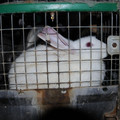 Caged rabbits Caged rabbits