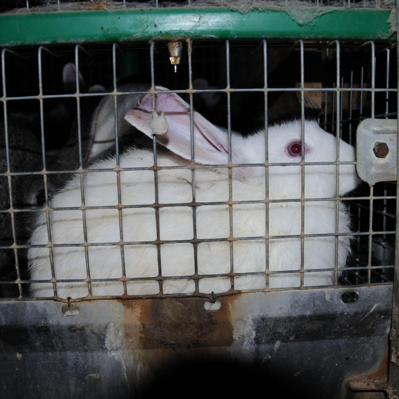 Caged rabbits Caged rabbits