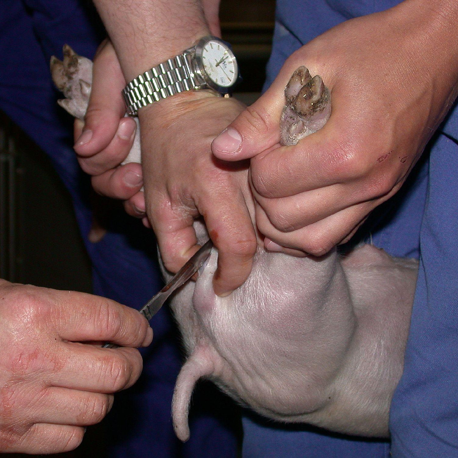 Castration of a piglet